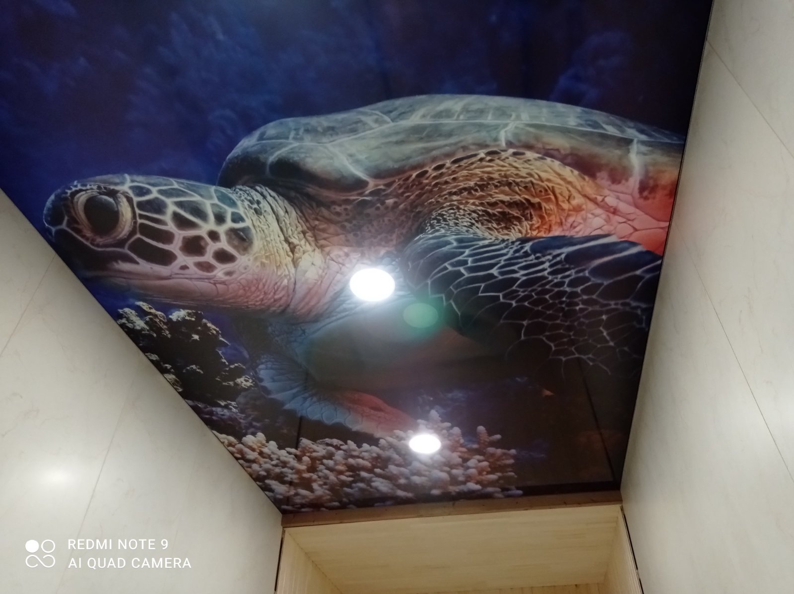 Įtemptos lubos foto spauda vėžlys okeanas Įtemptos lubos foto spauda vėžlys okeanas